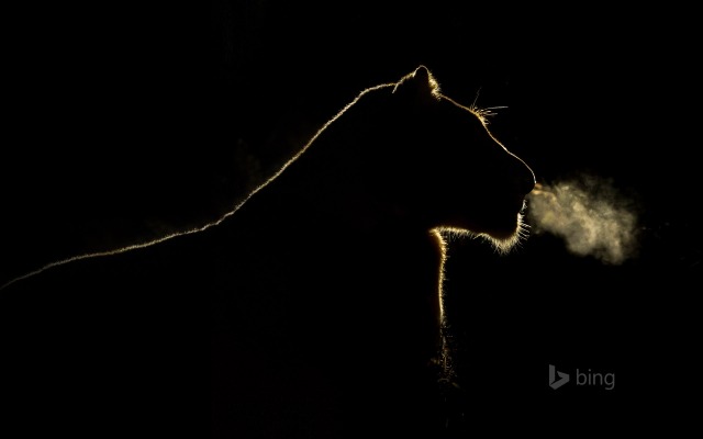 A lioness at night in the Sabi Sand Game Reserve, South Africa